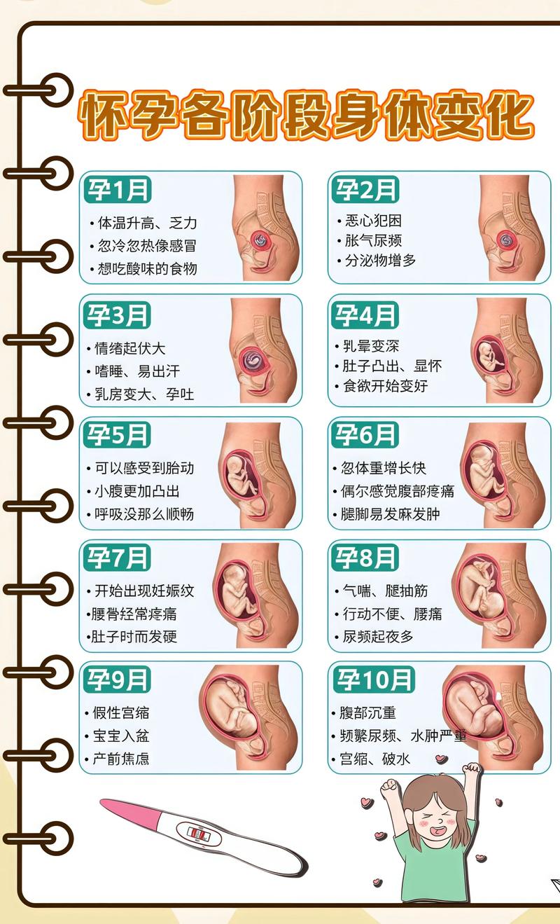 揭秘供卵代孕妈妈怀孕小腹分两节，孕期变化的奥秘济源代生机构: